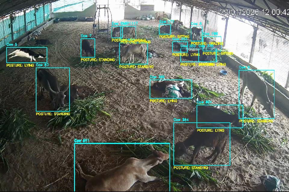 AI livestock detection: individual cows identified with bounding boxes and posture labels -standing, lying, sitting, grazing