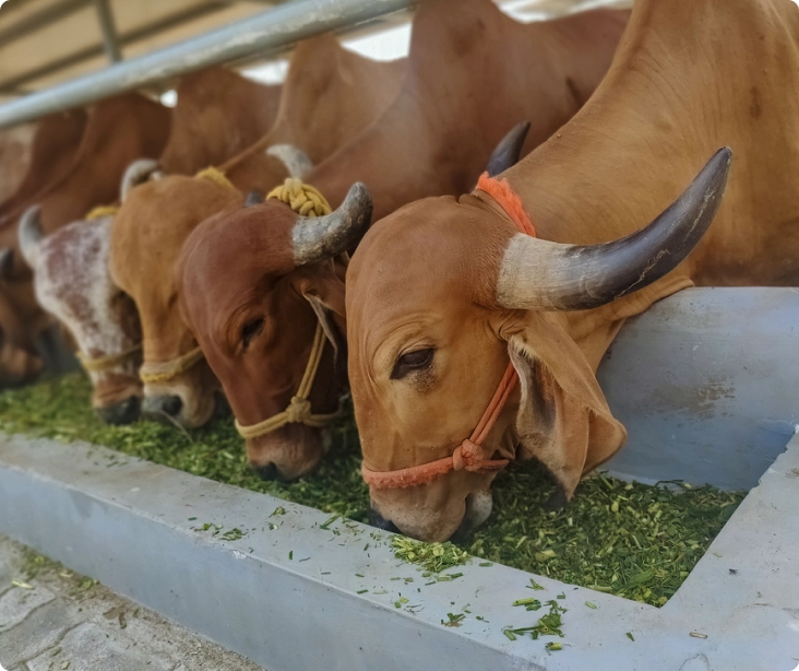 our-contribution-to-animal-welfare