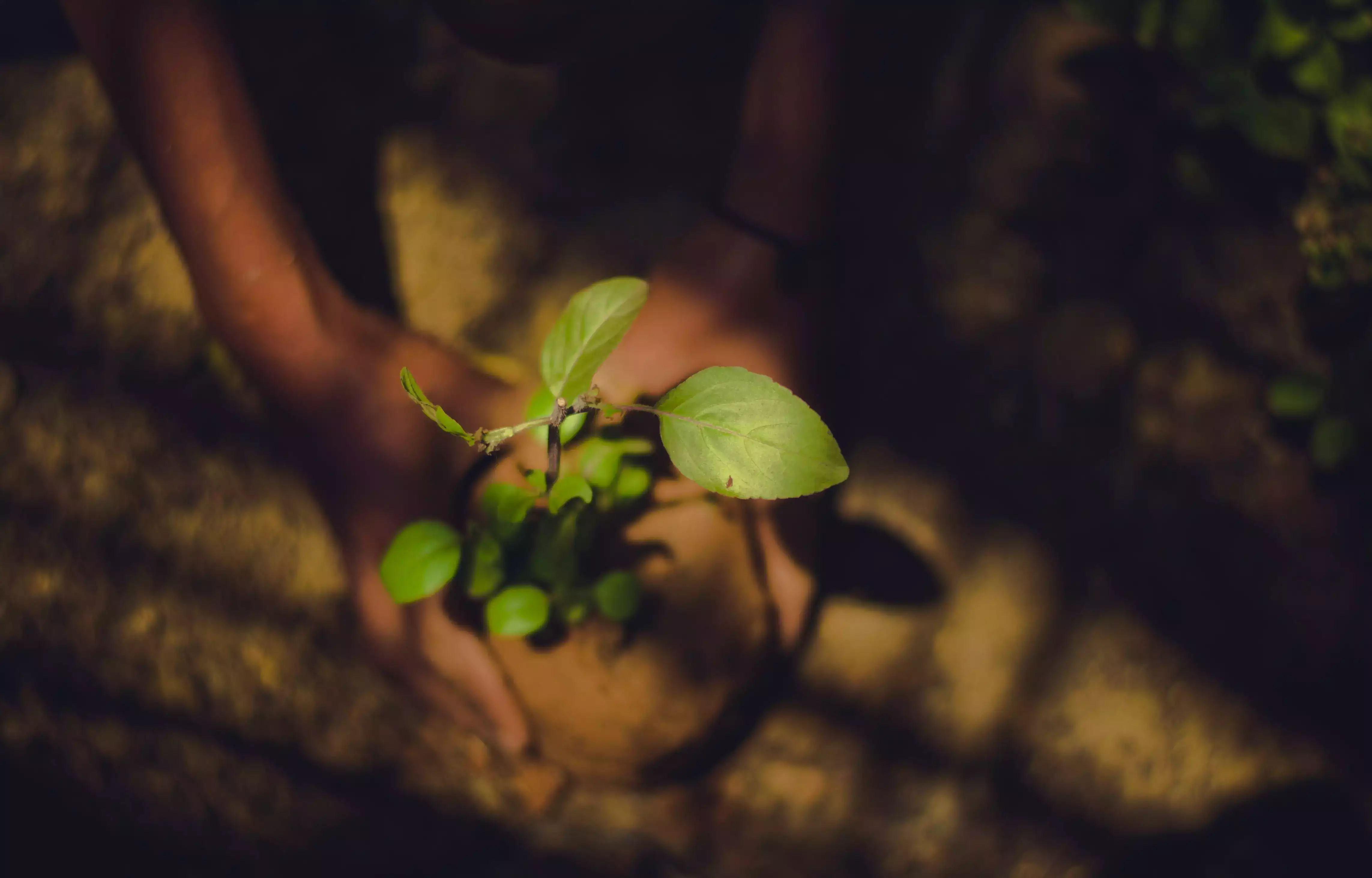Tree Plantation Activities